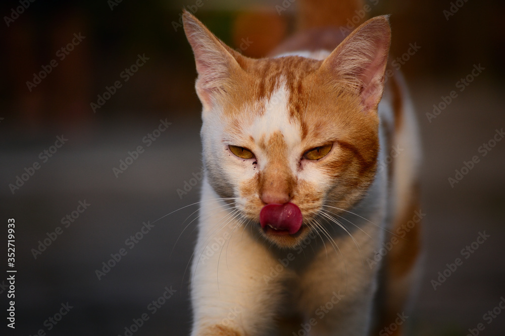 cute domestic cats are orange and white cute domestic cats are orange and white