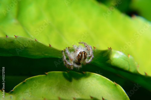 Nature, Jump spider in green leaf photo