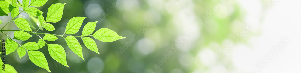 Fototapeta Closeup beautiful attractive nature view of green leaf on blurred greenery background in garden with copy space using as background natural green plants landscape, ecology, fresh cover concept.