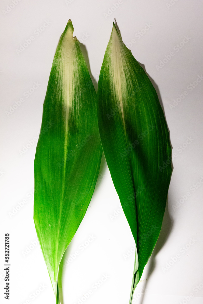 Obraz premium leaf material