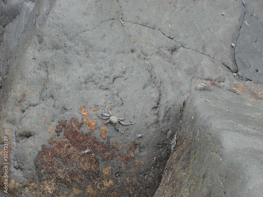 Naklejka premium Crabs