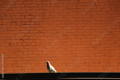 Obraz na płótnie red brick wall w salonie
