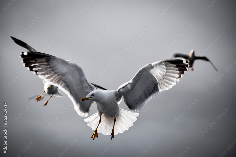 Obraz premium seagulls in flight