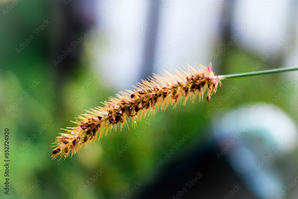 Fototapeta premium Grass Flower