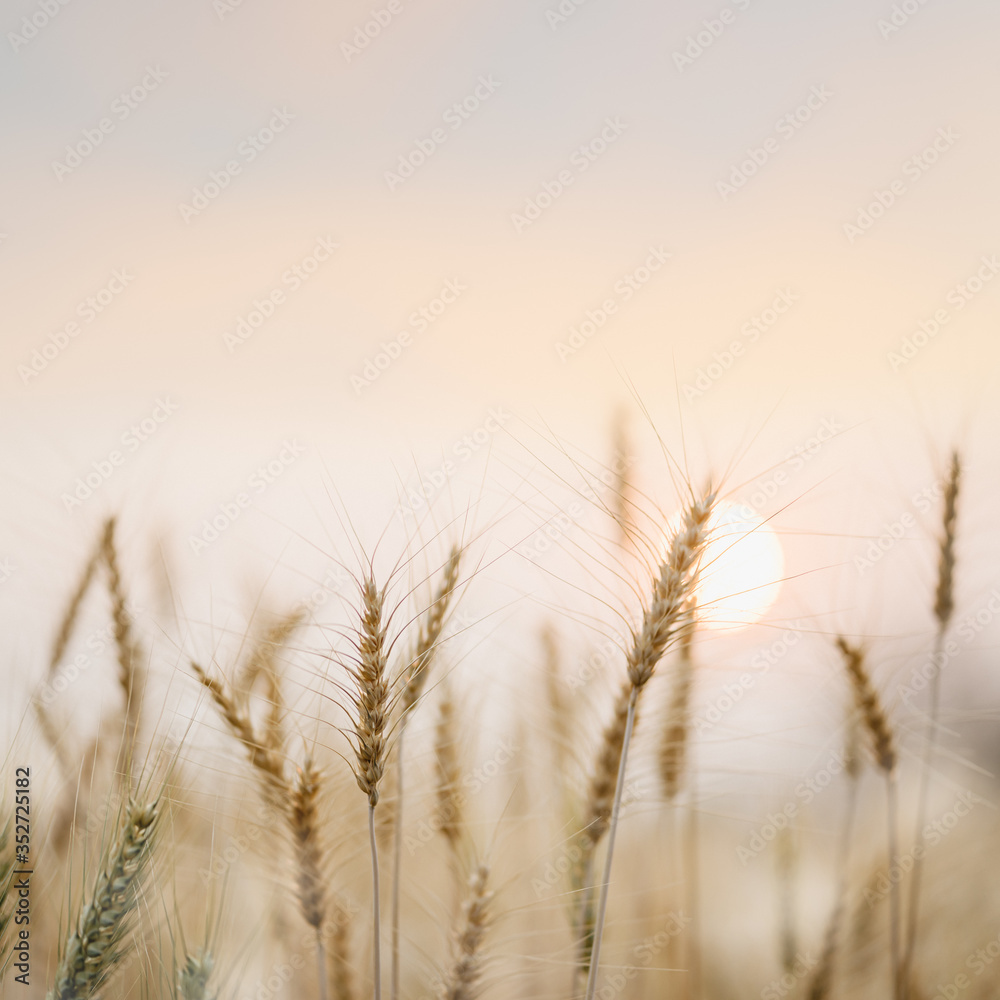 Fototapeta premium Beautiful golden wheat fields with sunset natural background.