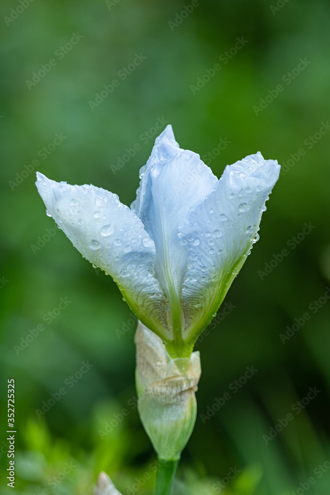 close up of beautiful light blue iris flower blooming in the park with petals filled with water drops close up of beautiful light blue iris flower blooming in the park with petals filled with water drops