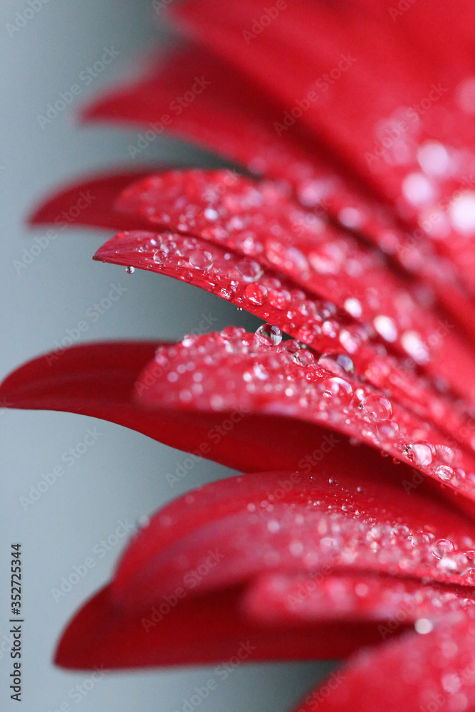 red gerbera with water drops