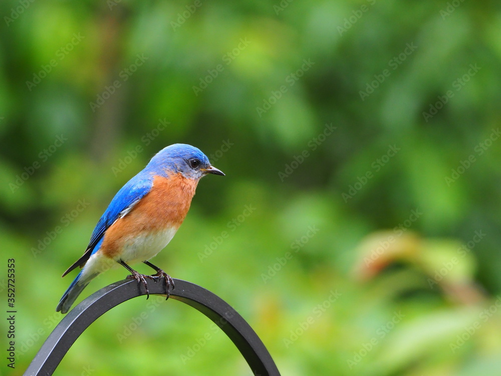 beautiful male eastern bluebird