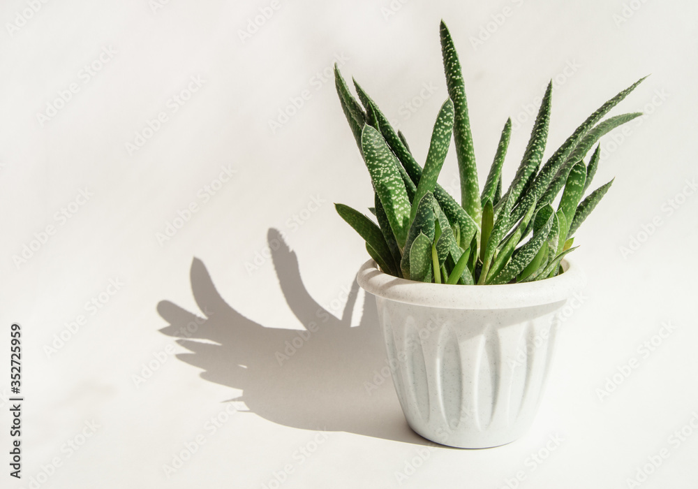 An Aloe Vera flower in a white pot and a hard shadow on a white background.  concept of growing succulents at home Stock-Foto | Adobe Stock