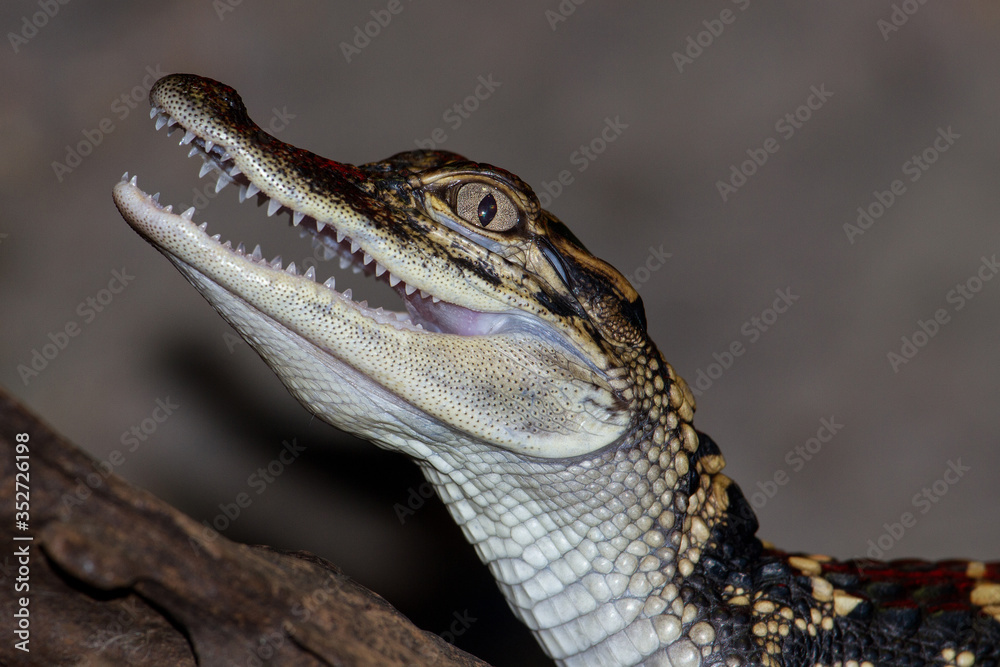 Fototapeta premium Close up of captive baby Alligator