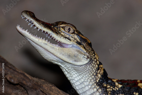 Close up of captive baby Alligator