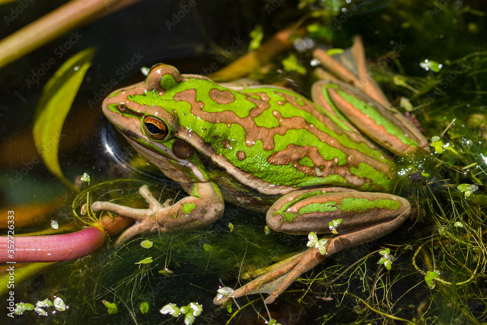 Green and Golden Bell Frog Green and Golden Bell Frog