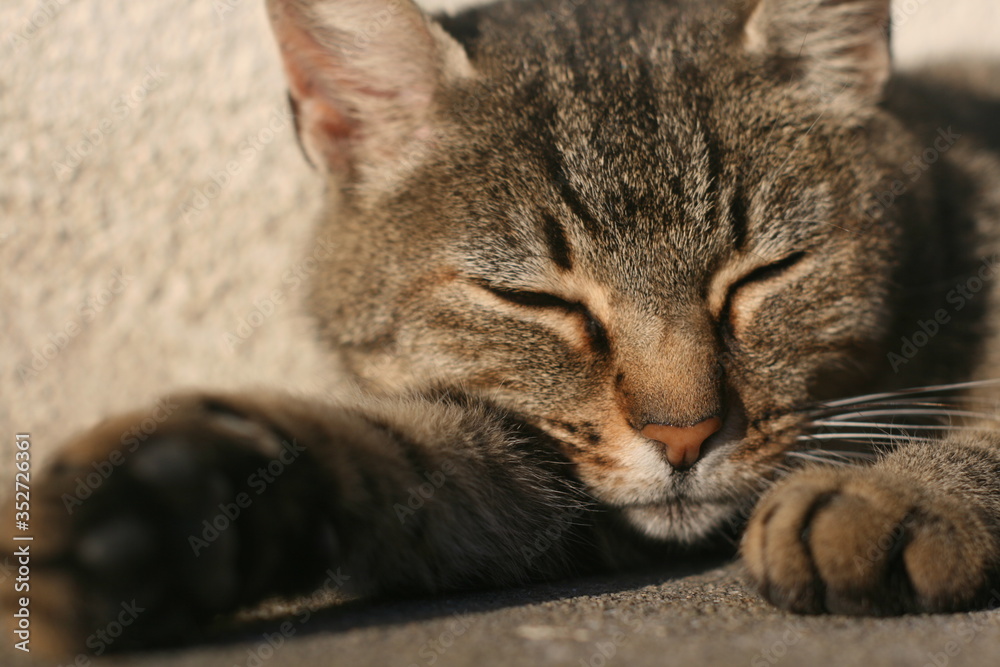 Chat qui dort au soleil