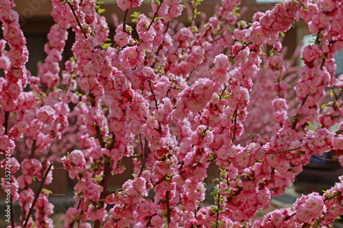 Blooming cherry blossoms, very beautiful