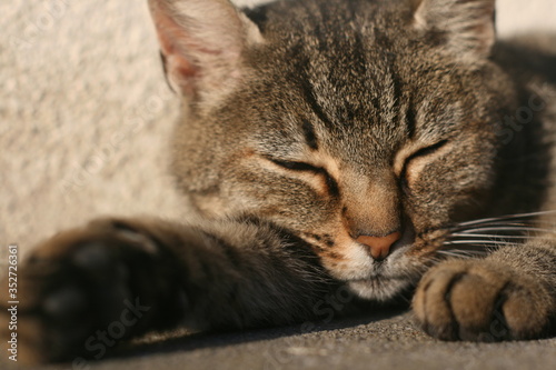Chat qui dort au soleil