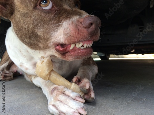 Dog Brown and white ferocious fangs visible long pointed scary.