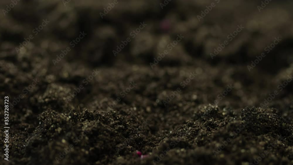Growing plants, red stalk and green leaves microgreens grow in timelapse, sprouts germination, newborn beetroot salad plant in greenhouse agriculture