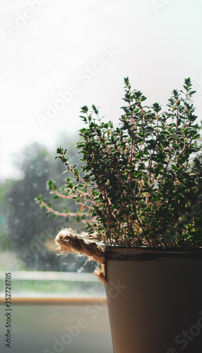 tree in a pot