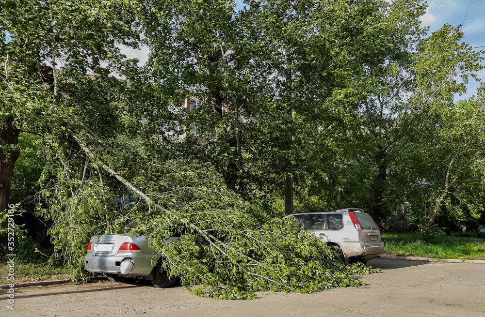 during a strong wind a broken tree fell on the car in the Parking lot