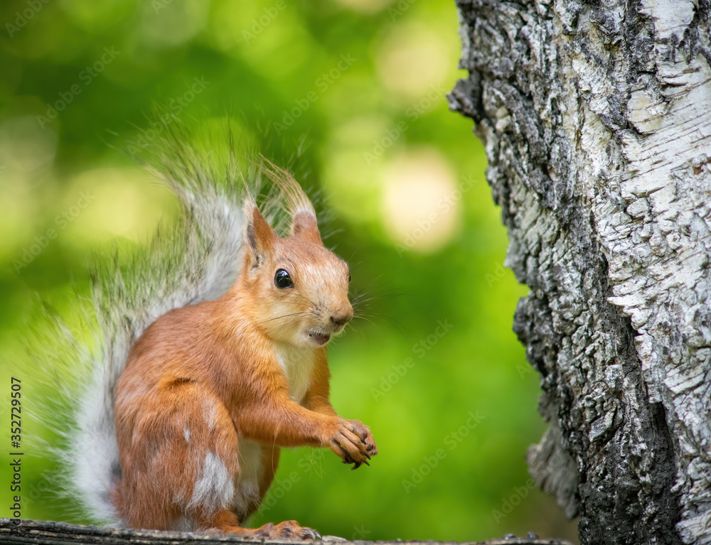 Squirrel climbs to top a tree Squirrel climbs to top a tree
