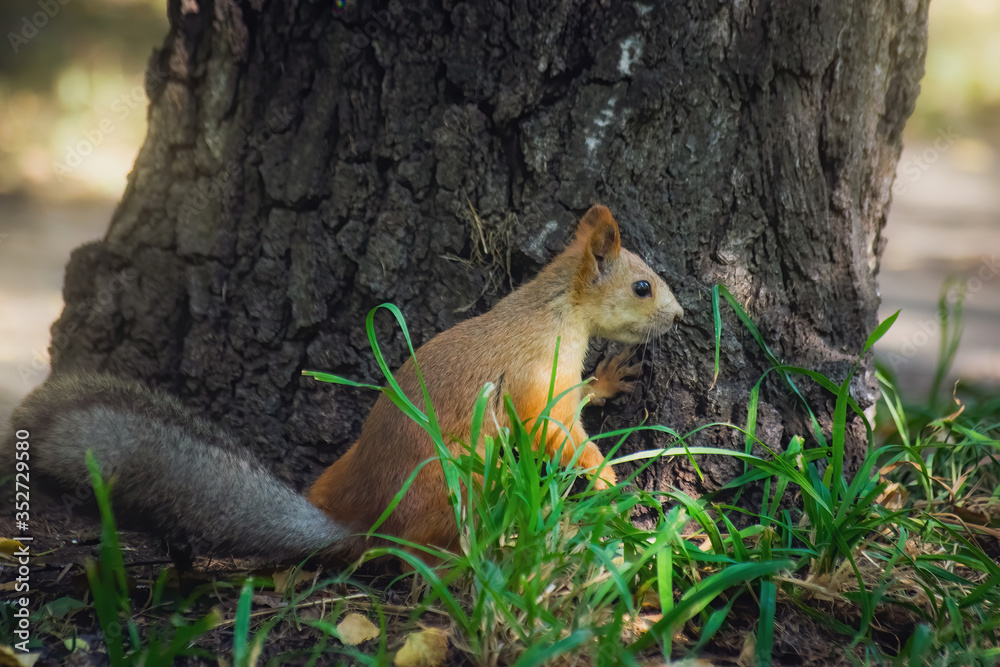 Obraz premium Squirrel climbs to top a tree