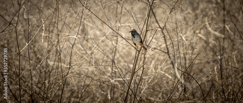 sparrow in brush