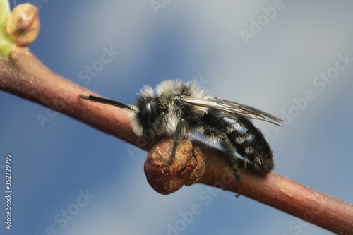 Ashy mining bee, Andrena cineraria resting on salix twig, this bee is an important pollinator photo