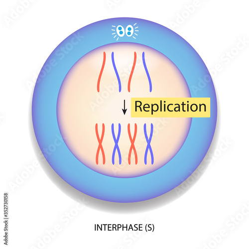 Replication process in nucleus, the nucleus divides by mitosis. During interphase, cellular organelles double in number, the DNA replicates.