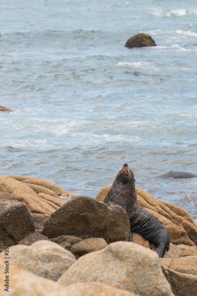 Fototapeta premium South American fur seal, Arctocephalus australis, in Cabo Polonio, Uruguay