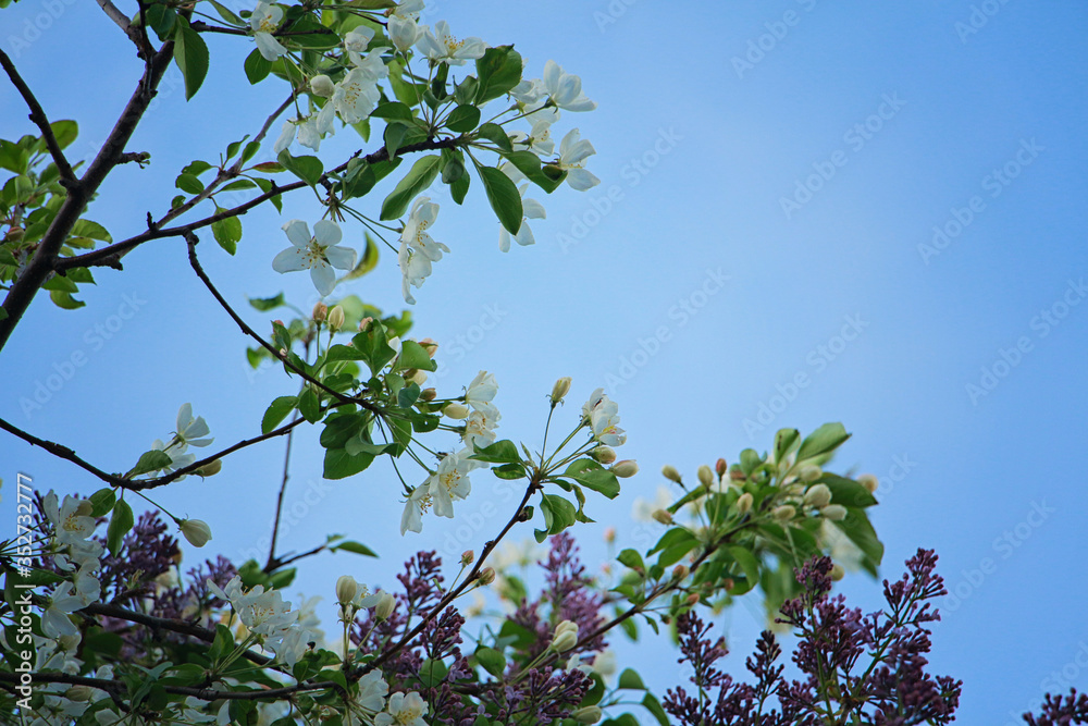 Fototapeta premium apple tree in bloom