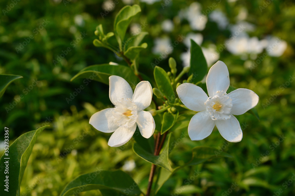 Blooming white flower of White Inda flower or Wrightia antidysenterica flower Blooming white flower of White Inda flower or Wrightia antidysenterica flower