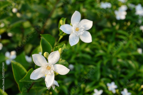 Blooming white flower of White Inda flower or Wrightia antidysenterica flower