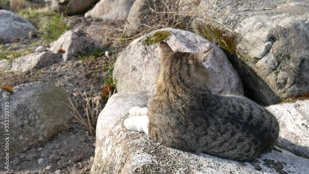 The pet cat sits on a large stone. Predatory cat on a rock. The cat is waiting for the mouse. Hunting in the wild. The pet cat sits on a large stone. Predatory cat on a rock. The cat is waiting for the mouse. Hunting in the wild.