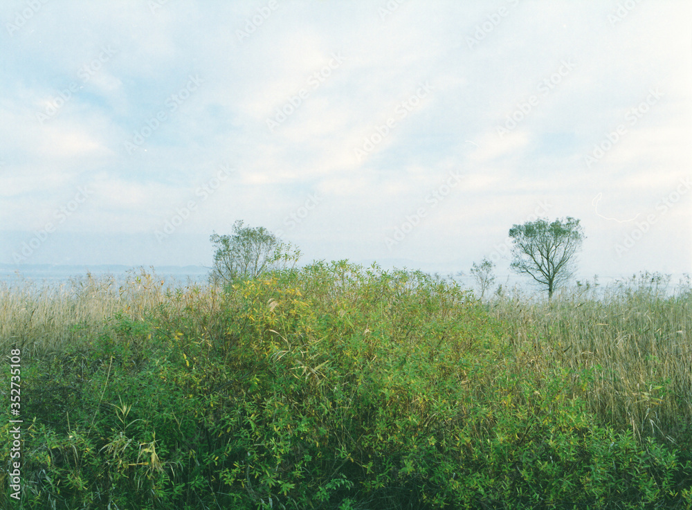 Obraz premium japan landscape tree sky land