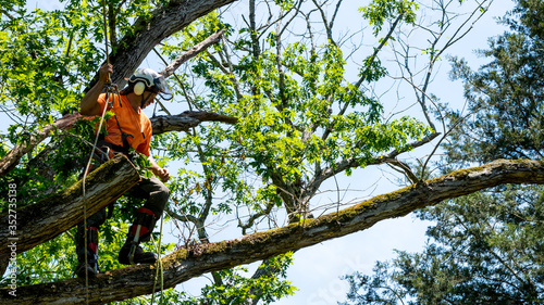 Worker in orange shirt in tree cutting off dead branches