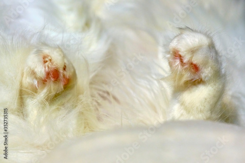 white paws of a sleeping cat