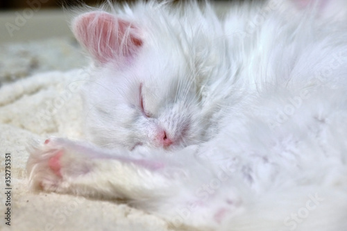 White Kitten Sleeps close up