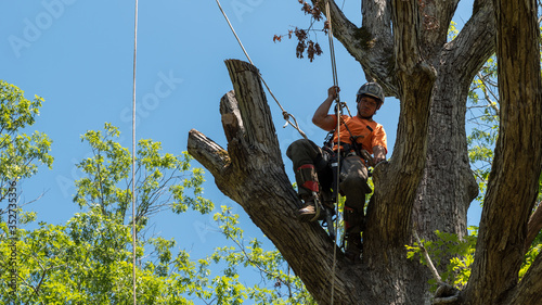 Worker in orange shirt in tree cutting off dead branches