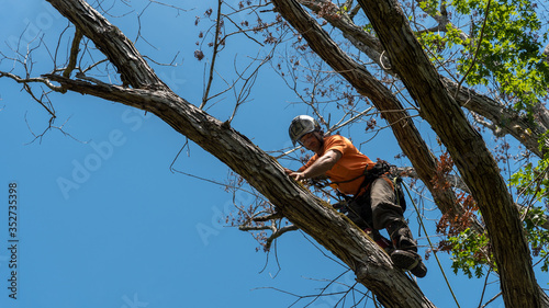 Worker in orange shirt in tree cutting off dead branches