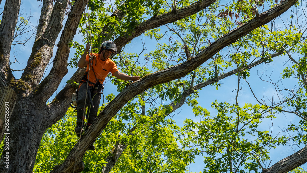 Fototapeta premium Worker in orange shirt in tree cutting off dead branches