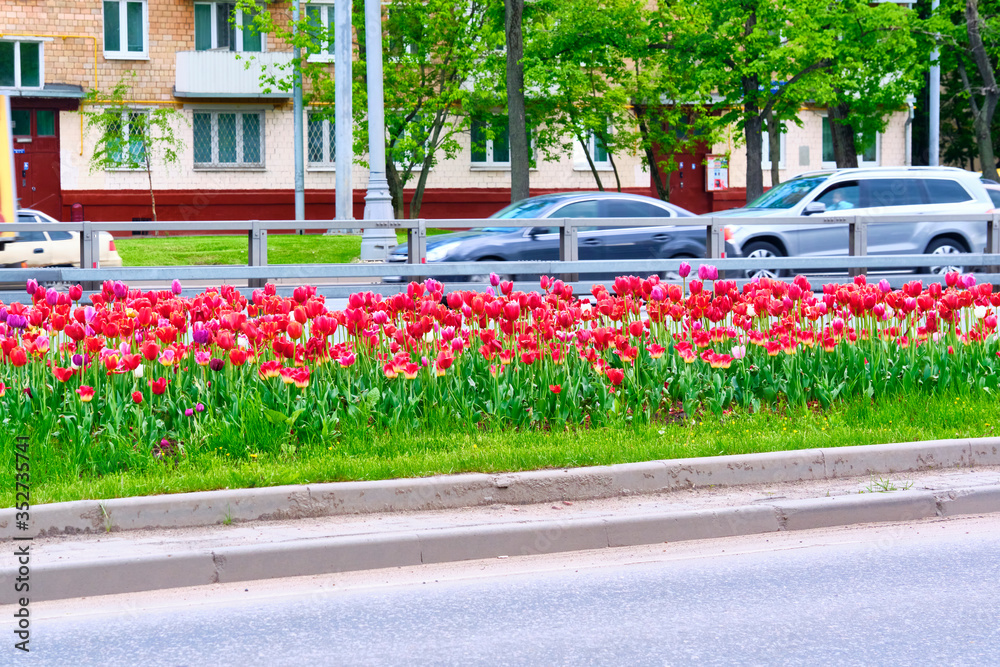 flowerbed with flowers by the road