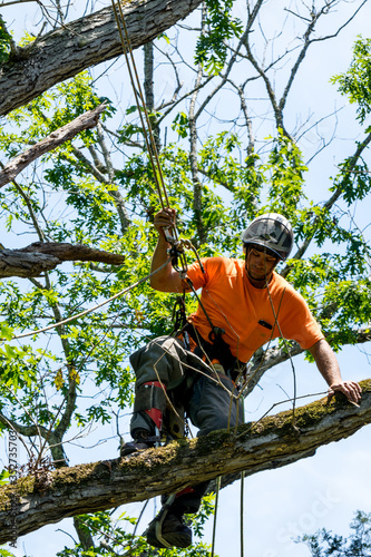 Worker in orange shirt in tree cutting off dead branches