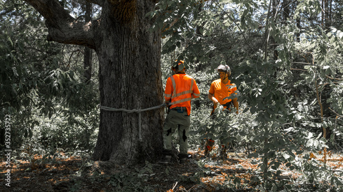 Two workers talking to each other next to tree