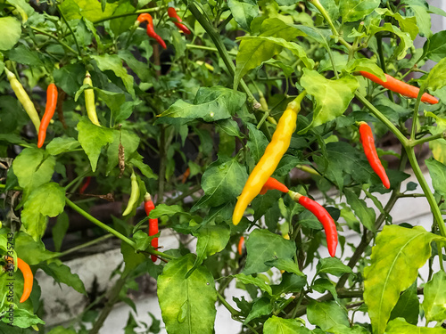 Organic chili from the tree photo