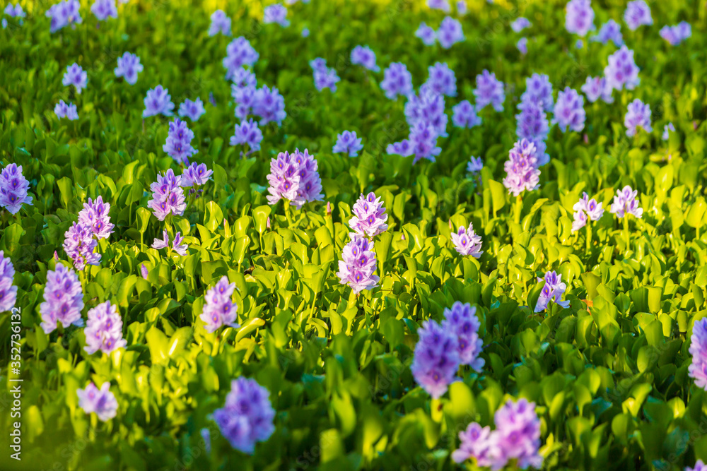 Naklejka premium Common water hyacinth blossom, a sea of flowers in Hong Kong