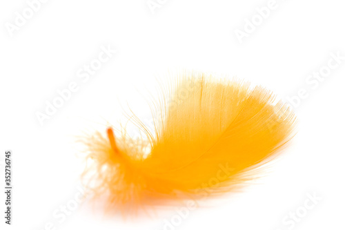 Close up of soft orange feather isolated on white