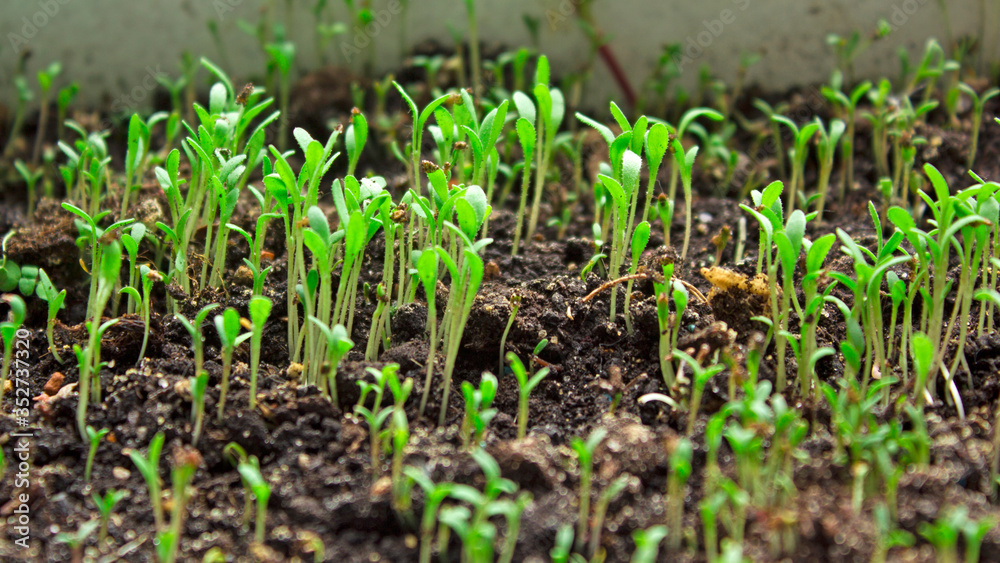 young green sprouts, the growth of new life. Botany, ecology and agriculture. agriculture and farming young green sprouts, the growth of new life. Botany, ecology and agriculture. agriculture and farming