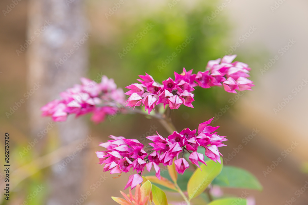 Mexican Creeper flower natural Mexican Creeper flower natural