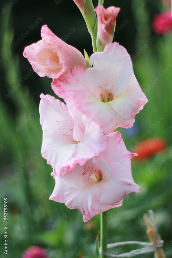 Obraz premium gladiolus flowers