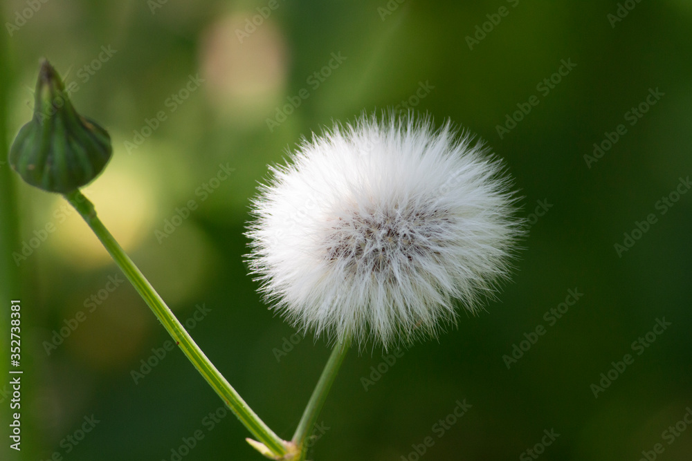 White Dandelion with green blur Background soft focus White Dandelion with green blur Background soft focus
